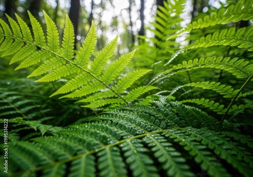 Close-up of vibrant green fern leaves in sunlit forest background