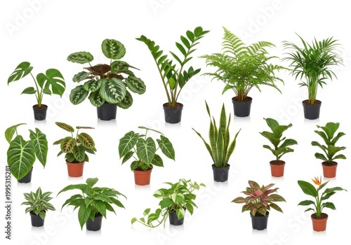collection of diverse potted houseplants on white background for home decor