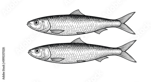 Vintage style black and white illustration of two small fish suitable for culinary, marine life, and biological textbooks.