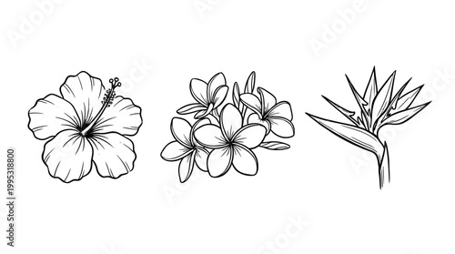 Line art floral arrangements hibiscus plumeria and bird of paradise flowers