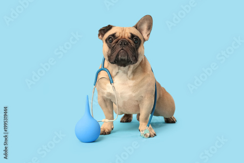 Cute French bulldog with st...