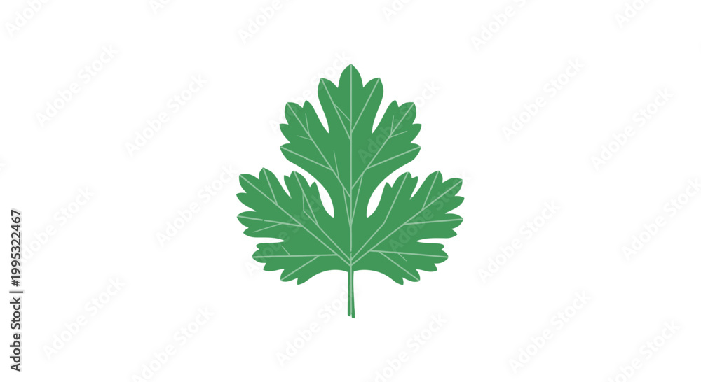 Fototapeta premium Single Green Leaf with Multiple Lobes.