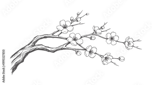 Delicate cherry blossom branch with buds and open flowers