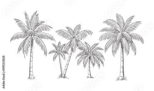 Five style palm trees with coconuts white vintage tropical nature