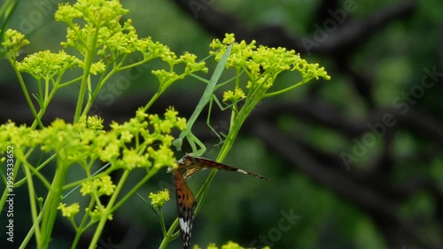 ヒョウモンチョウを捕食するカマキリ