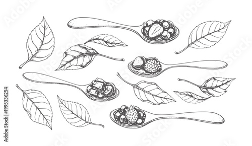 Hand drawn of spoons filled with berries and leaves berry strawberry leaf food
