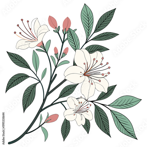 A delicate floral illustration features three white lilies with reddish pink buds complemented by lush green leaves and slender stems high quality