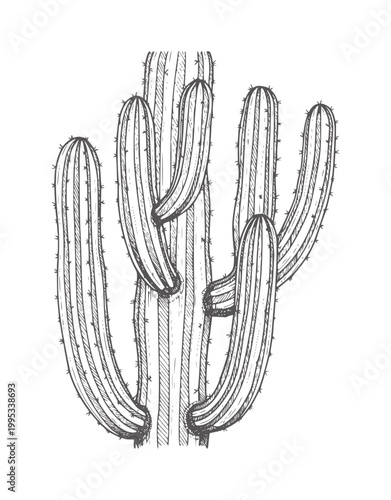 Of a saguaro cactus with multiple arms desert plant botanical