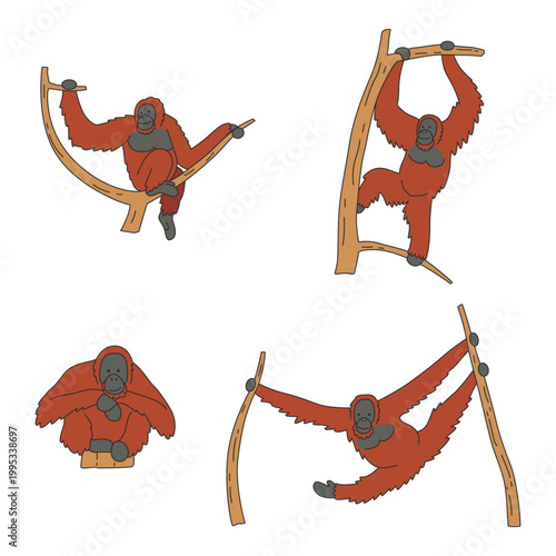 Orangutan illustration