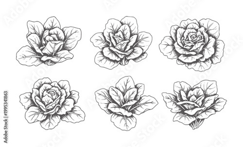 Six hand drawn cabbage heads in a grid pattern vegetable food healthy organic
