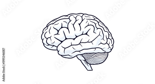 Detailed line art illustration of human brain anatomy isolated on white background in clean medical and scientific style.