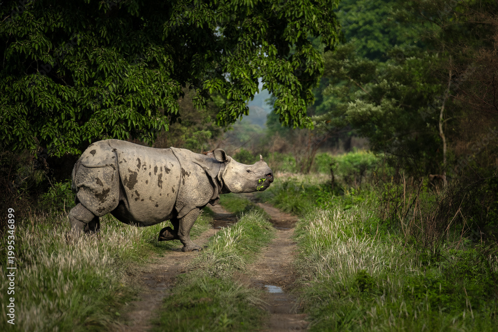 Fototapeta premium ONE HORN RHINO FROM KAZIRANGA NATIONAL PARK