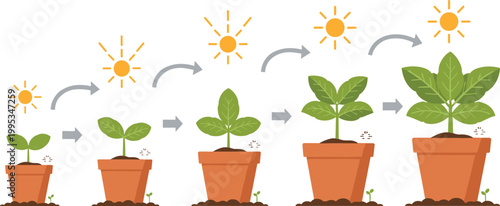 Plant Growth Stages Vector Illustration with Potted Seedling Development under Sunlight Showing Step by Step Gardening Process and Organic Nature Concept