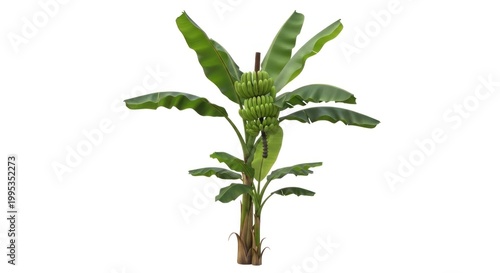 A lush green plant with large leaves growing from a brown trunk on a plain white background