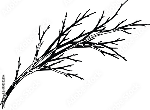 Black Bare Tree Branch on White Background
