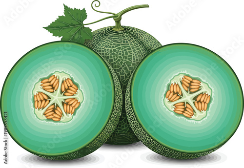 Green Melon Cut Open Showing Seeds