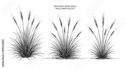 Bristle, grass, vector, illustrations, plants isolated on White Background
