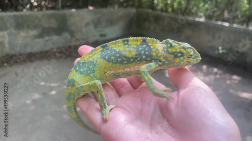 Colorful chameleon crawls by hands