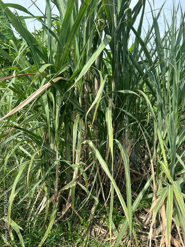 green sugar cane in the forest