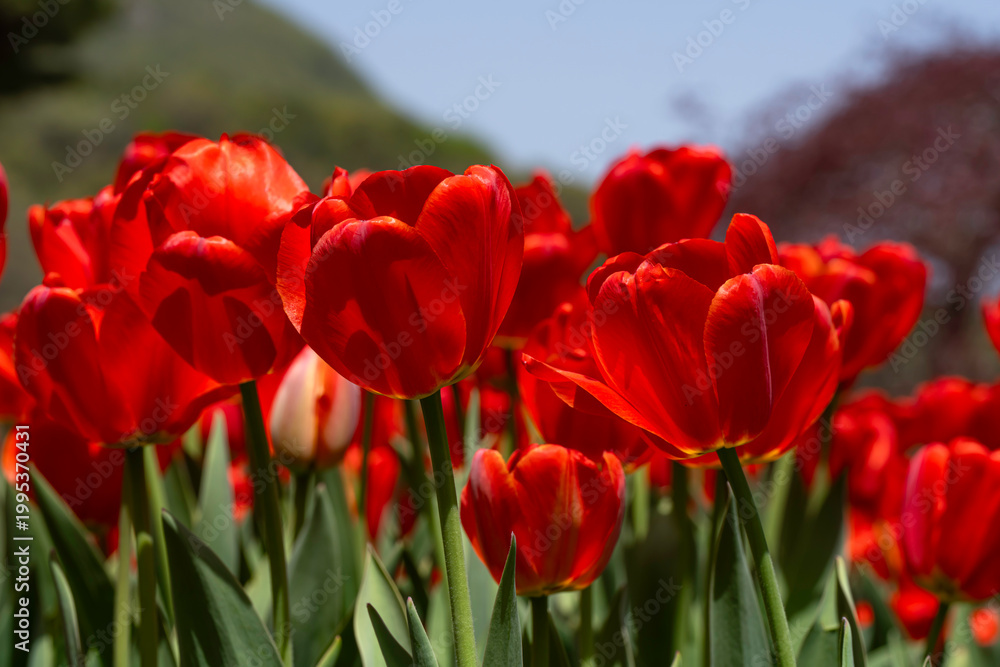 Obraz premium A vibrant field of bright red tulips basks in the warm glow of afternoon sunlight. The central tulip is captured in sharp detail, showcasing its delicate, translucent petals and elegant form against a