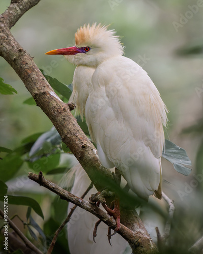 Schilderij op canvas Western Cattle Egret in Full Breeding Plumage Portrait