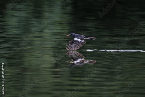 Oriental Magpie Robin, Copsychus saularis, skims just above water surface carrying prey, with crisp reflection beneath and trailing ripples, dynamic low-level flight, hunting, survival in nature