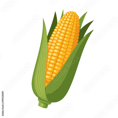 Fresh corn on the cob vector illustration with green husk
