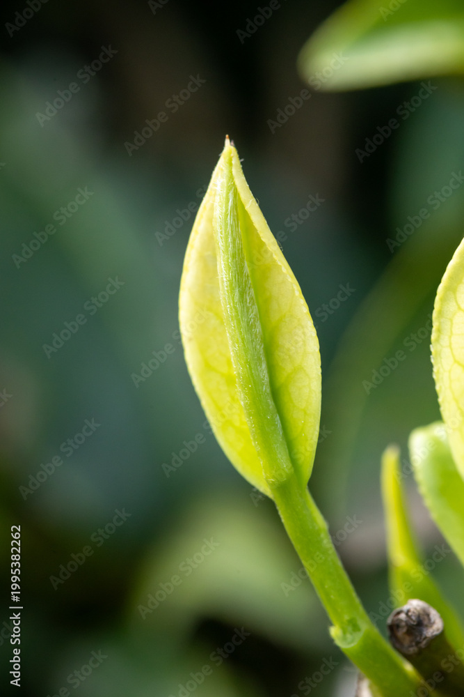 Obraz premium Close-up of Fresh Tea Bud on Tea Plant in Spring