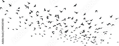Flock of flying birds silhouettes spreading across sky creating dynamic motion and freedom concept