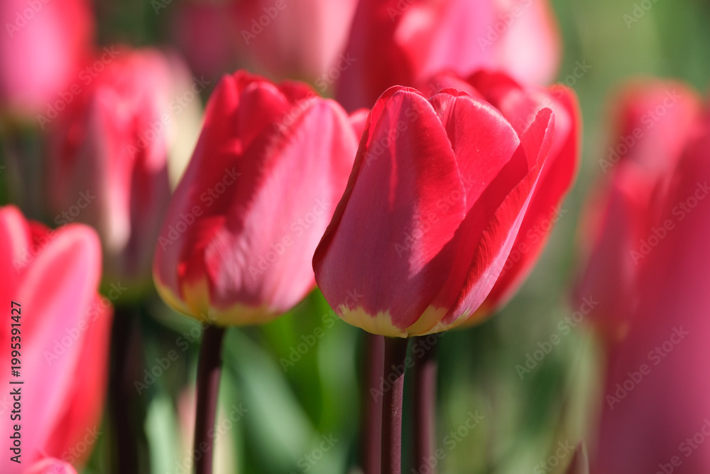 Fototapeta premium Bright red tulips bloom in a sunny garden during springtime's embrace