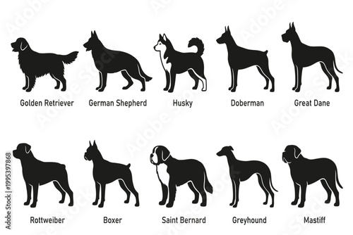 collection of dog breeds isolated on transparent background
