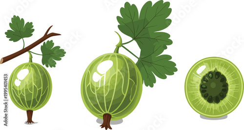 Gooseberry fruit vector illustration set with whole berries, sliced cross section and leafy branch, fresh green organic food, botanical flat design isolated on background