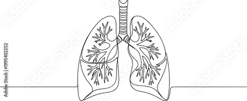 Human lungs vector illustration, respiratory system line drawing artwork, trachea bronchi anatomy design element, medical biology motif concept graphic