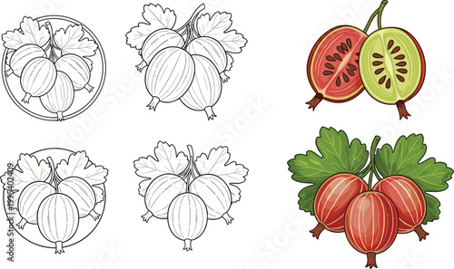 Gooseberry fruit vector illustration set with outline sketches and colored berries, whole and sliced fruits with leaves, botanical flat and line art design collection