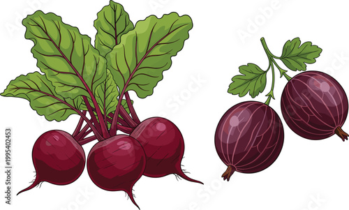 Beetroot and beet vegetable vector illustration with leafy tops and whole roots, fresh organic garden produce, healthy food ingredient, botanical flat design isolated background