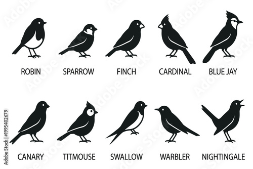 collection of various bird species silhouettes isolated on transparent background