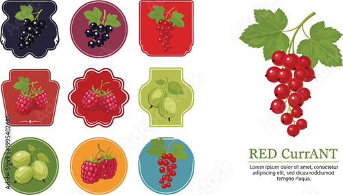 Red currant fruit vector illustration with label badges and berry icons set, fresh organic garden produce, botanical flat design collection isolated on background