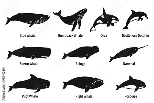 collection of various whale species silhouettes isolated on transparent background