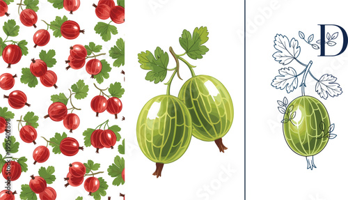 Gooseberry fruit vector illustration set with seamless pattern, green berries on branch and decorative monogram design, fresh organic produce, botanical flat style collection