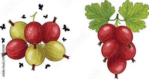 Red and green gooseberry fruit vector illustration with clustered berries and leaves, fresh organic garden produce, botanical flat design with insects isolated background