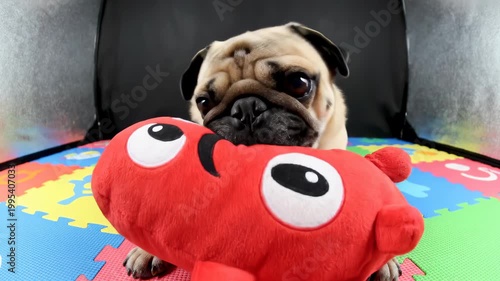 Cute Pug Dog Playing With A Red Toy.
