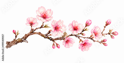 A charming watercolor branch of cherry blossoms featuring soft pink sakura flowers delicate buds and natural woody stems illustrated in a natural botanical style.