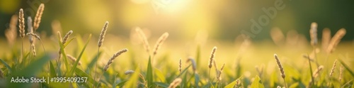Soft focus meadow grasses, muted tones, vintage feel, floral, romantic