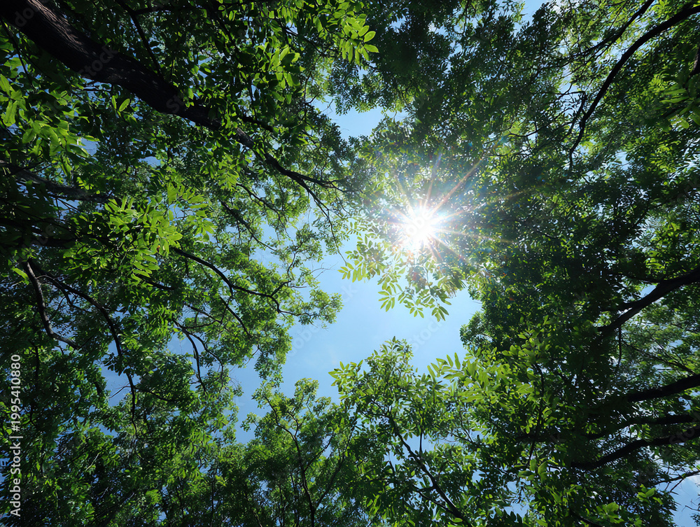 Obraz premium Sunlight Through Lush Green Canopy of Trees