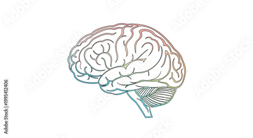 Vibrant Outline of Human Brain Symbolizing Thought Intelligence and Cognitive Functions