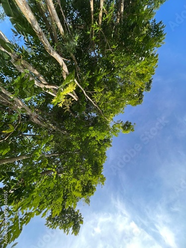Looking up at tall trees with green leaves against a blue sky with clouds on a sunny day