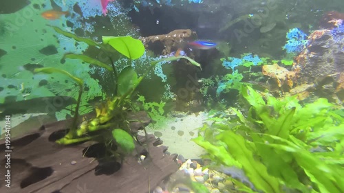 beautiful aquarium with green plants and stones.	
