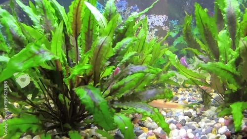beautiful aquarium with green plants and stones.	