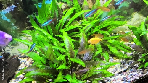 beautiful aquarium with green plants and stones.	