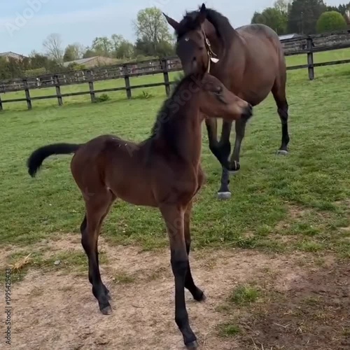 horse and foal